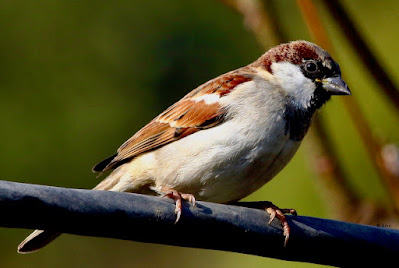 "House Sparrow - Passer domesticus - Male,perched on a cable."