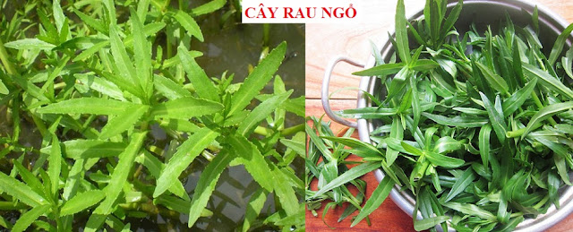 Tự Chữa Bệnh Bằng Cây Thuốc Nam - CÂY RAU NGỔ