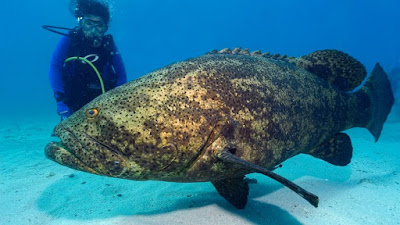 Ikan Kerapu (Grouper)