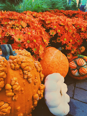 orange pumpkins with orange flowers