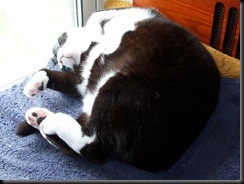 sillynap