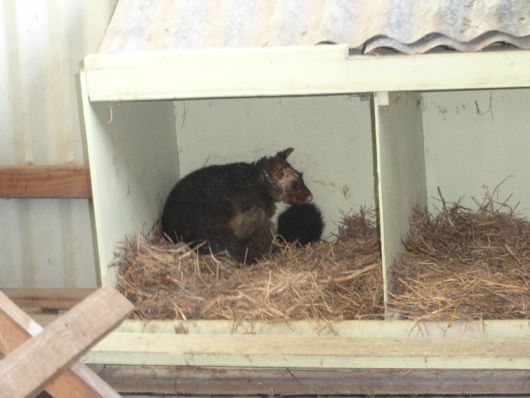 A possum resting in the nest