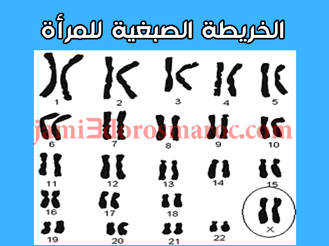 الخريطة الصبغية للمرأة