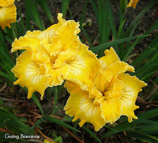 Beautiful Pacific coast iris hybrid 'Going Bananas' with yellow (gold) coloring and a white dime signal.
