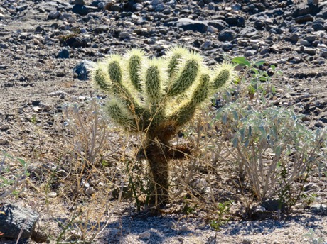 GeronimotoNationaltoMormonTrails-67-2015-12-3-21-06.jpg