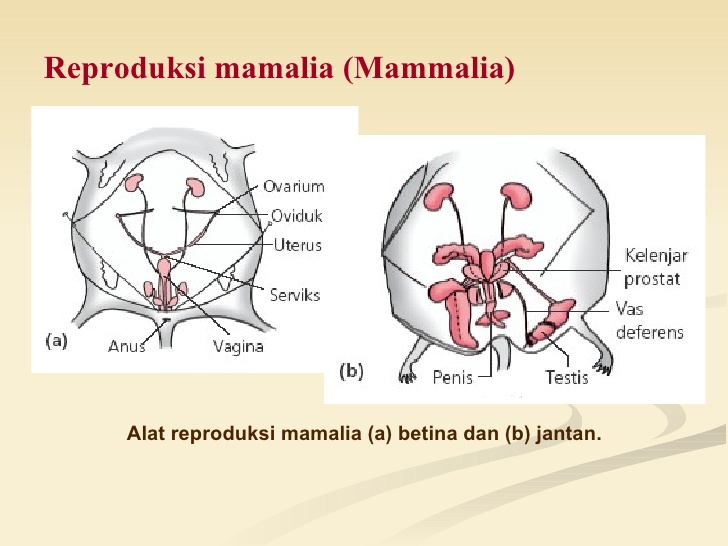 PENJELASAN PROSES REPRODUKSI PADA HEWAN  MAMALIA  SECARA 