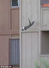 gambar kucing melompat dari balkon