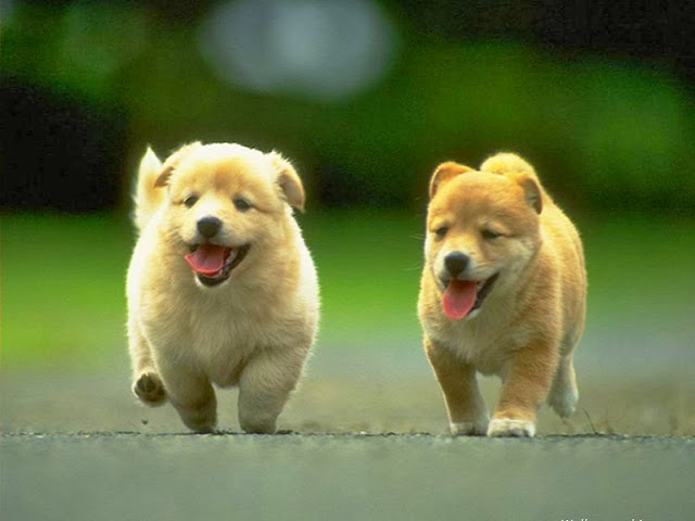 Cute Puppies Wallpapers