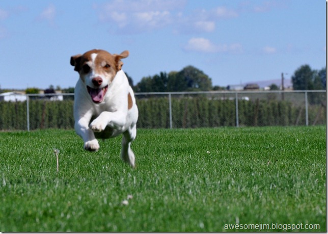 rocketdog