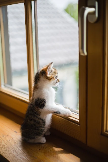 실내창문옆-밖을바라보는-아기고양이