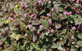 Persicaria Capitata Flowers Pictures