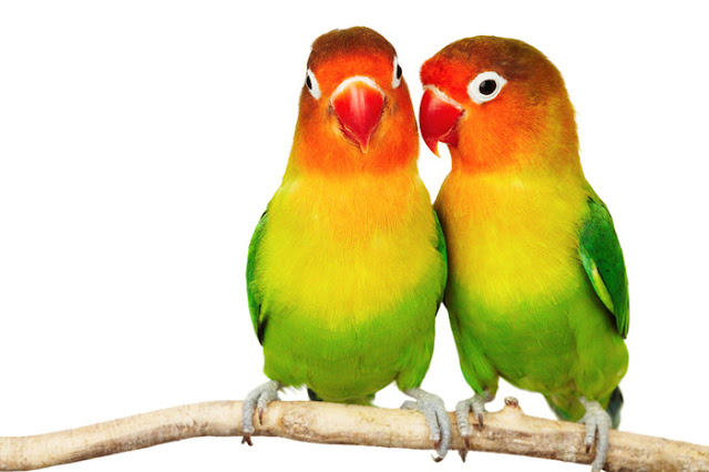 love birds wallpapers