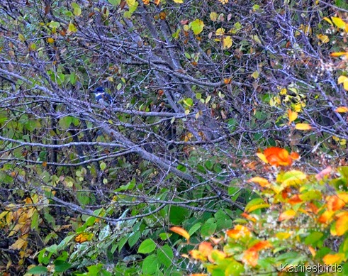 4. kingfisher-kab