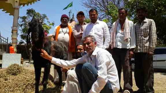 Milking Goat at Amreli Gujarat 