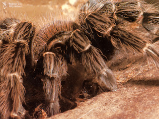 Tarantula Wallpapers