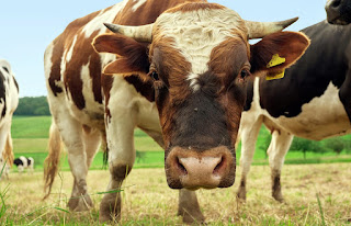 Bahaya mengonsumsi daging sapi