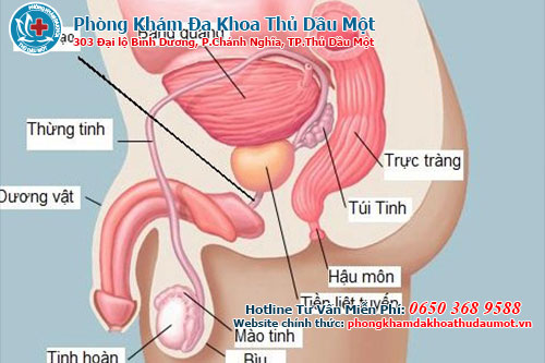 Điều trị viêm tuyến tiền liệt như thế nào