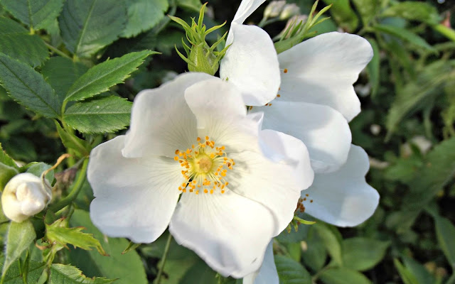 White dog rose, in situ. 