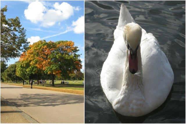 Vista del Parque Hyde Park y cisne en el Lago Serpentine, Londres