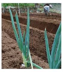 5 TAHAP CARA PENTING MENANAM DAUN BAWANG