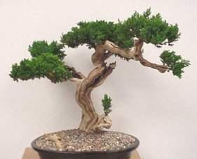 bonsai trees