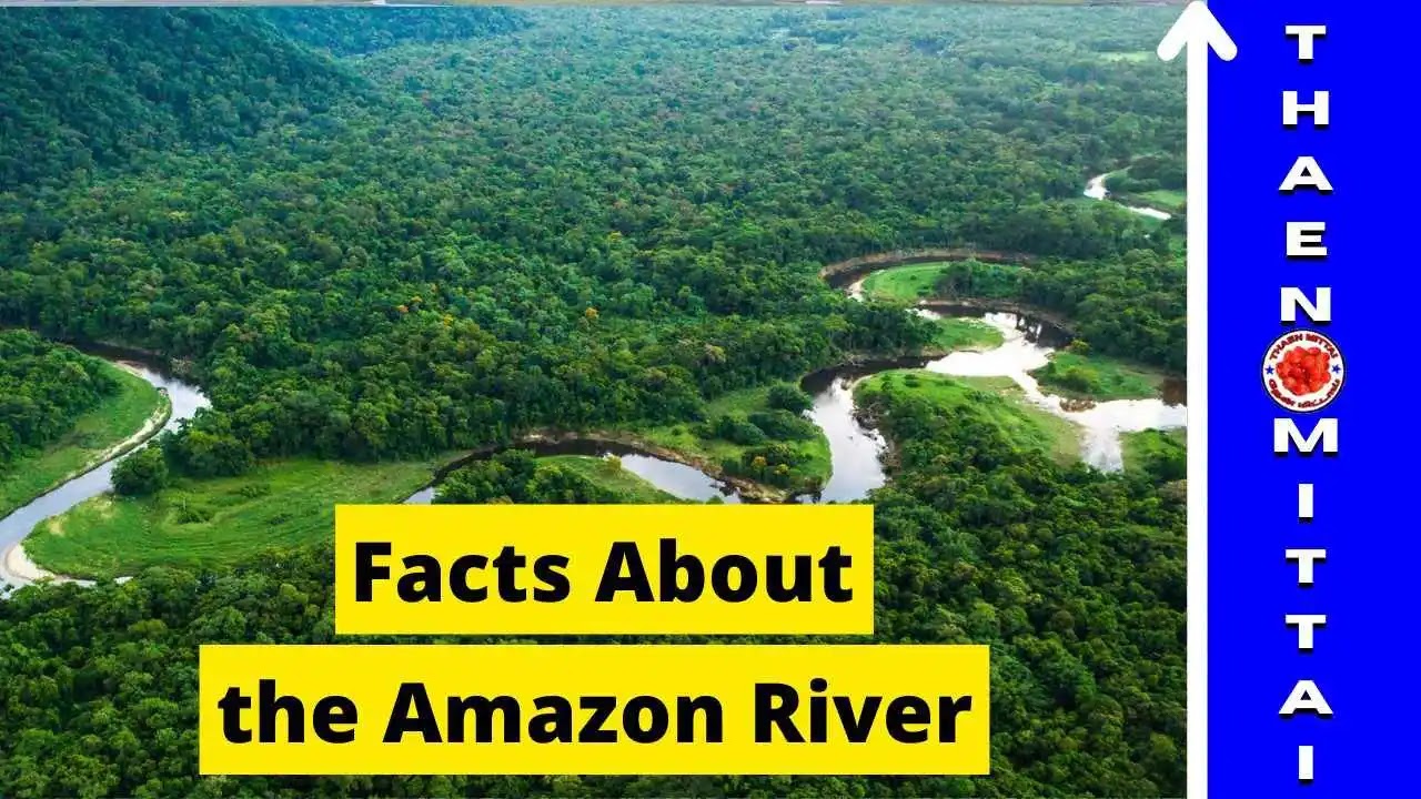 Facts About The Amazon River, ThaenMittai Stories
