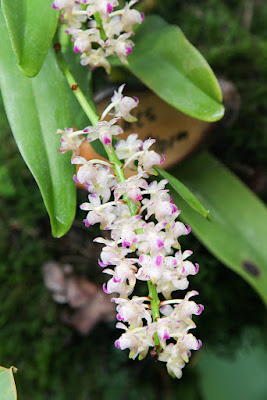 Grow and care Aerides multiflora orchid - The Multi-Flowered Aerides