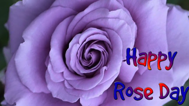 download-free-Purple-rose-HD-wallpaper