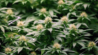 Cannabis plants intended for the medical marijuana market are shown at OrganiGram in Moncton, N.B., on April 14, 2016. (Ron Ward/THE CANADIAN PRESS)