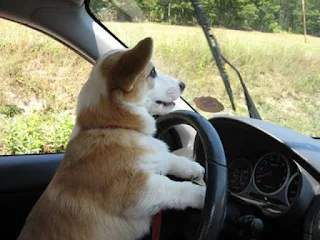 Dog motorista, cachorro motorista