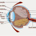 Jangan Sepelekan Fungsi Mata !!