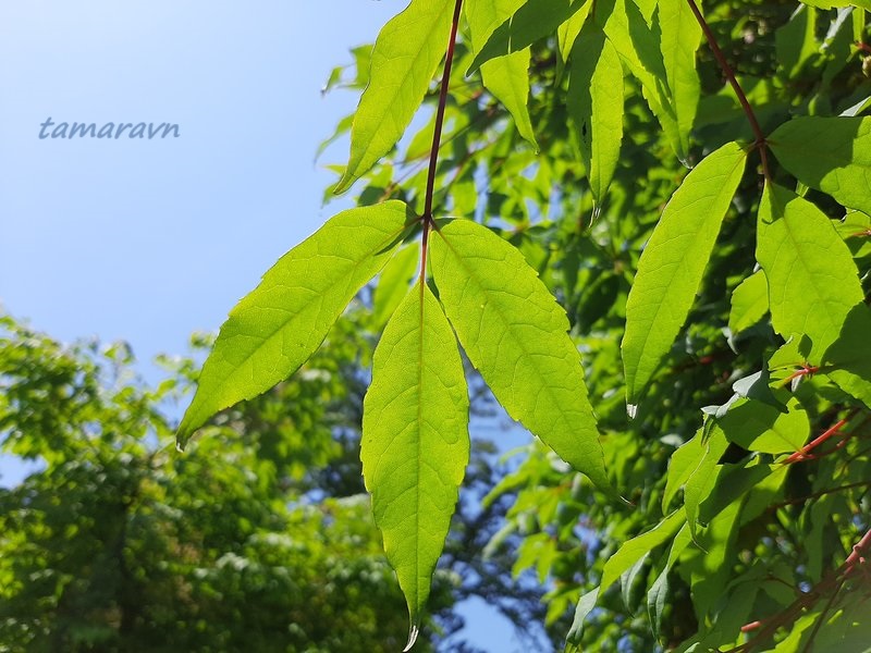 Клён маньчжурский (Acer mandshuricum)