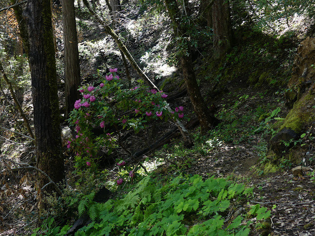 more rhododendrons