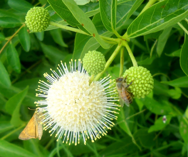 Cephalanthus occidentalis at White Rock Lake, Dallas, TX