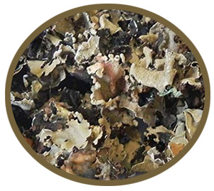 पत्थर फूल /छरीला का उपयोग  (parmelia perlata) मसाला व औषधीय रूप में  किया जाता है। इसके अलावा ये आय का भी एक अच्छा स्रोत है।