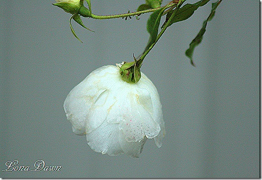 Iceberg_Drooping_Nov17