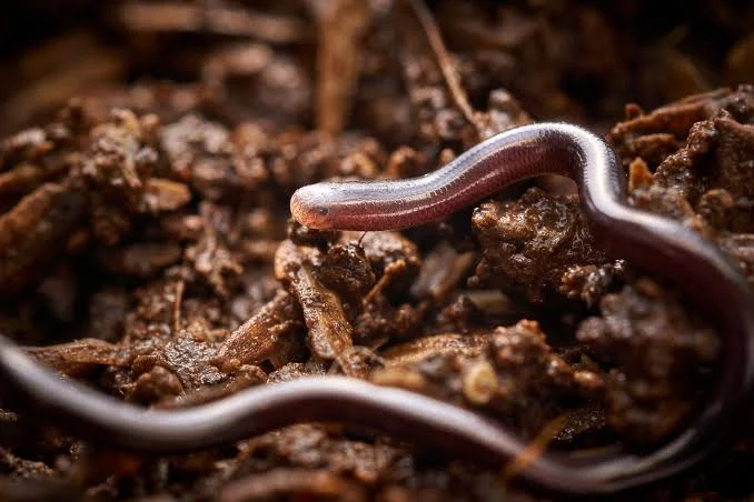 A Barbados threadsnake crawling on top of dirt.