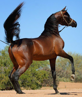 الحصان العربي من اجمل انواع الاحصنة في العالم 2023