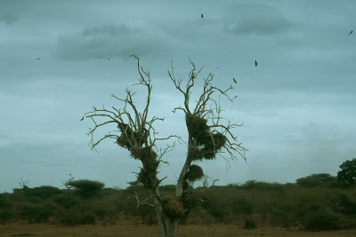 South Africa, Kruger National Park, weaver birds