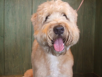 Pictures of Soft Coated Wheaten Terrier