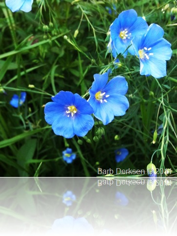 June 14 flowers2