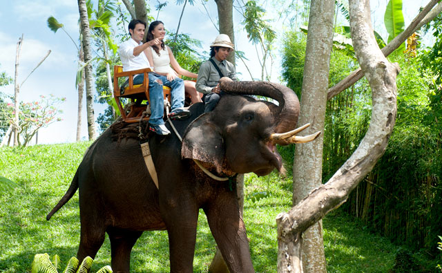 Bali Zoo Park Elephant Expedition - Singapadu, Sukawati, Gianyar, Bali, Zoo park, Program, Vacation, Trip, Tourist Object