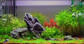 Live Plants for Nature Aquariums