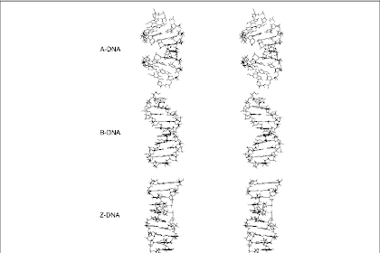 La Forma A B Z Del Adn