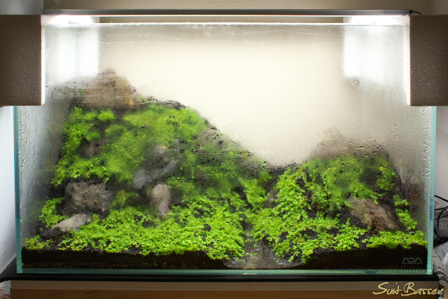 ミスト式で水槽立ち上げ 2ヶ月経過 Nature Aquarium Fan ミスト式で水槽立ち上げ 2ヶ月経過 Nature Aquarium Fan