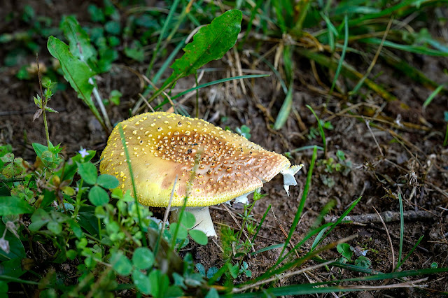 Mushroom growing at HCC