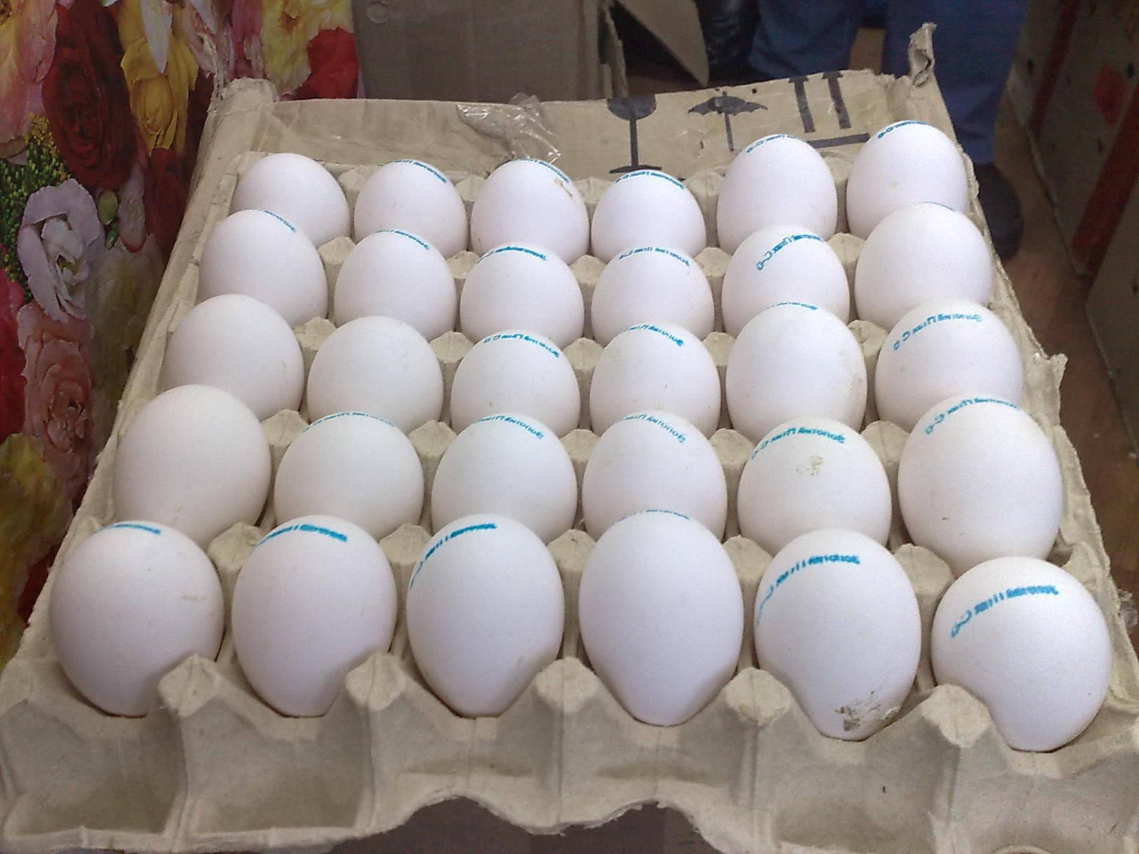 Fresh table eggs