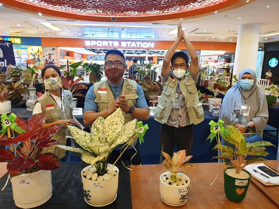 Aglonema Big Leaf dan Varigata Bur Le Max Terpilih Menjadi Juara Satu Pada Kontes Bunga