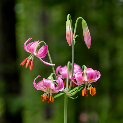 Лилия Келлога (Lilium kelloggii)