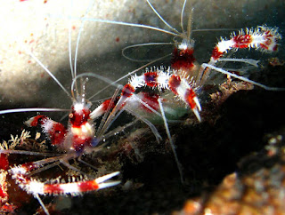 A pair of Banded Coral Shrimp